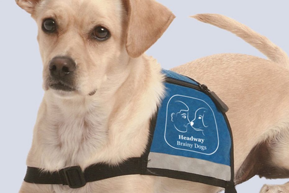 Headway Brainy Dogs logo dog jacket design